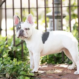 Hazel - French Bulldog