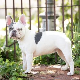 Hazel - French Bulldog