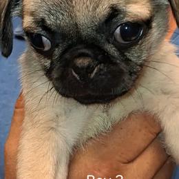 Boy 3 - Fawn male Pug puppy in Gadsden, Alabama from Gadsden Pugs