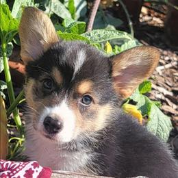 Maroon bandana boy - Black and tan male Pembroke Welsh Corgi puppy in Cherokee, Oklahoma from MCS Farms-OK