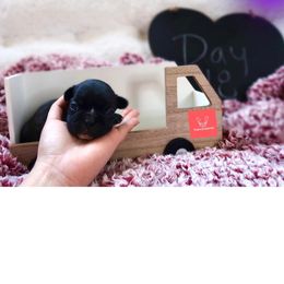 French Bulldog Puppies from FrenchieBnB