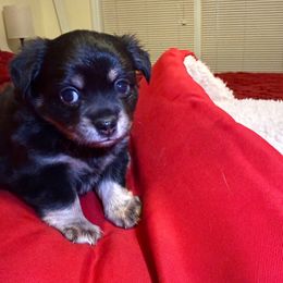 Grasshopper - Black and tan male Chihuahua puppy in Ochlocknee, Georgia from High Cotton Chihuahuas