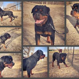 Beast - Rottweiler
