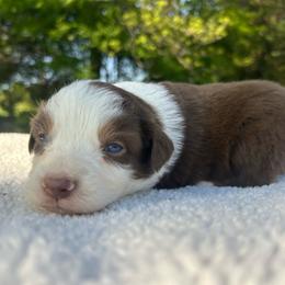 Blue Indigo - Red tri male Miniature Australian Shepherd puppy in Ardmore, Oklahoma from Tribal Rose Aussies