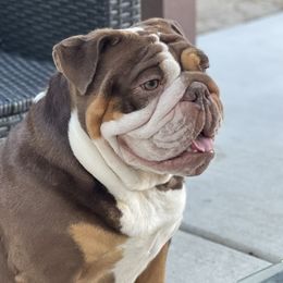 Lola - Bulldog