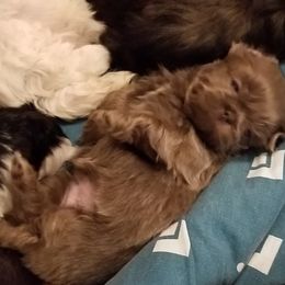 Shih Tzu Puppies from Melissa's World of Shih Tzus