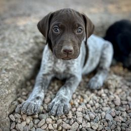 German Shorthaired Pointer and Russell Terrier Puppies from Charnobragan Acres