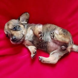 Dachshund Puppies from Cuddlehound Kennels