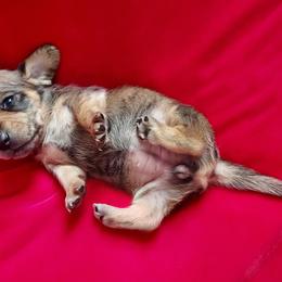 Dachshund Puppies from Cuddlehound Kennels