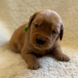 Nutmeg - Girl - Dark golden female Golden Retriever puppy in La Verne, California from 4LoveofGoldens