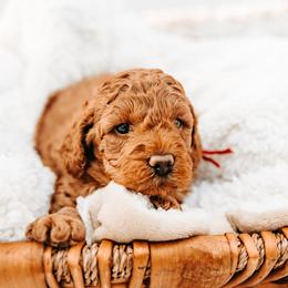 Darla - Red female Australian Cobberdog puppy in Sarasota, Florida from Labe's Australian Cobberdogs
