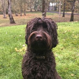 Australian Labradoodles from Forever Loyal Labradoodles