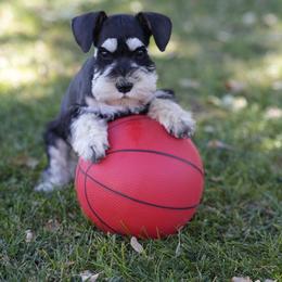 Miniature Schnauzer Puppies from Snowflake Schnauzers