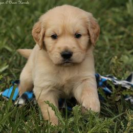 Violet's Blue Boy - Golden male Golden Retriever puppy in Idaho Falls, Idaho from Once Upon A Dream Kennels