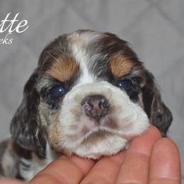 Latte - Black white and tan female Cocker Spaniel puppy in Myerstown, Pennsylvania from The Cocker Cingdom
