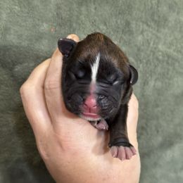 Ash - Brindle male Boxer puppy in Briggs, Texas from Dark Horse Boxers