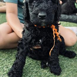 Orange boy, Sammy - Black male Poodle puppy in Gainesville, Georgia from Rose’s Goldendoodles & Standard Poodles