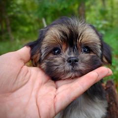 Companion Cross, Havanese, Mal-Shi, Maltese, Maltipoo, Morkie, and Shih Tzu Puppies from Seeking Shalom Acres Maltese, Maltipoos & Havamalts