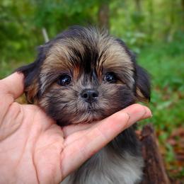 Companion Cross, Havanese, Mal-Shi, Maltese, Maltipoo, Morkie, and Shih Tzu Puppies from Seeking Shalom Acres Maltese, Maltipoos & Havamalts