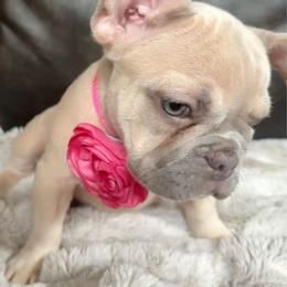 Frappe with OFA parents - Cream female French Bulldog puppy in Billings, Montana from Yellowstone Frenchies