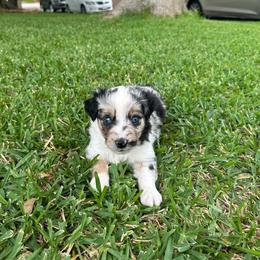 Montana - Blue merle female Miniature Australian Shepherd puppy in North Richland Hills, Texas from Hailey's Miniature Australian Shepherds