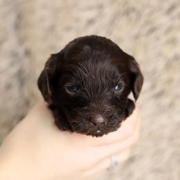 Navy - Chocolate male Australian Labradoodle puppy in Williamstown, New York from Lewis Manor Labradoodles