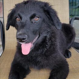 Trixie Australian Retriever - Black female Australian Shepherd puppy in Limestone, Tennessee from Pilot Hill Teddy Bear Puppies