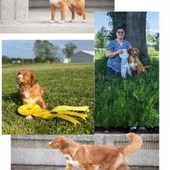 Nova Scotia Duck Tolling Retriever All Grown Up from RiverSong Tollers