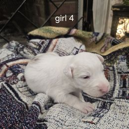 Snow White - Dilute red female Australian Shepherd puppy in Puryear, Tennessee from Double G Ranch