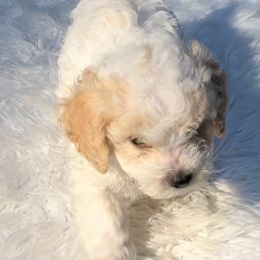 Poodle Puppies from Pawsome Poodles