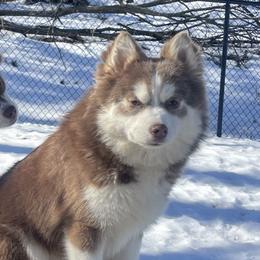 Cocoa - Pomsky