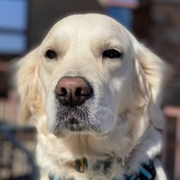 Maple - Golden Retriever