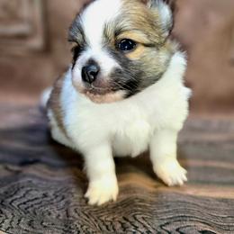 GIRL 1 - Cream sable parti female Pomeranian puppy in Davenport, Washington from Lovely Ladies and Little Asses Miniature Equines (L3A Pomeranians & Papillons)