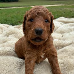 Iris - Red  female Goldendoodle puppy in South Fulton, Georgia from Golden Paws Farm