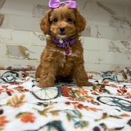 Mailata - Red and white female Cockapoo puppy in Delran, New Jersey from HMH’s Maltipoos & Cavaliers