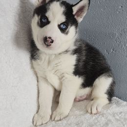 Axel  (Boy 1) - Siberian Husky puppy from 16acreshuskies