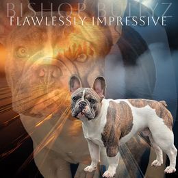 Presley - French Bulldog