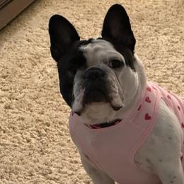 French Bulldogs from Treasure Wylie