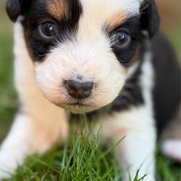 Girl 5 - Black tri-color female Australian Shepherd puppy in Oakridge, Oregon from Middle Fork Australian Shepherds