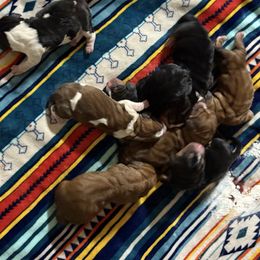 Sadie - Black brown and white female Basset Hound puppy in Springfield, Missouri from Baylee’s Bassets