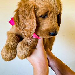 Goldendoodle Puppies from Mountainside Goldendoodle