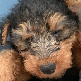 Girl 1 - Welsh Terrier puppy in Spotsylvania, Virginia from Cathy Francis
