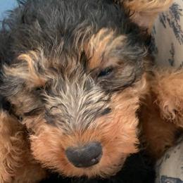 Girl 1 - Welsh Terrier puppy in Spotsylvania, Virginia from Cathy Francis
