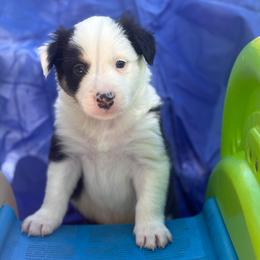 Male 3 Buttons - Tri-color male Border Collie puppy in Roanoke, Virginia from Romestar performance K9