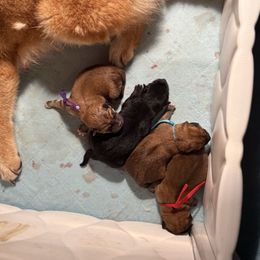 Shiba Inu puppies from Timberwood Paws