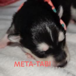 Girl 2 (METATABI aka Tabi) - Black and white female Pomsky puppy in Norfolk, Virginia from 'Brick'House Couture Pomskies