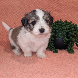 Havanese Puppies from AKC Havanese