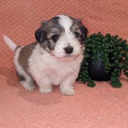 Havanese Puppies from AKC Havanese