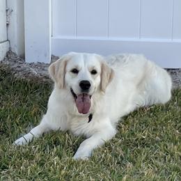 Meera - Golden Retriever