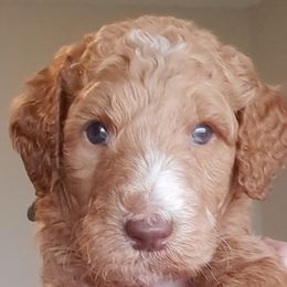 Goldendoodle Puppies from Dahlia Doodles